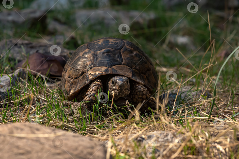 Скачать греческая черепаха Testudo graeca в дикой природе фотосток Ozero