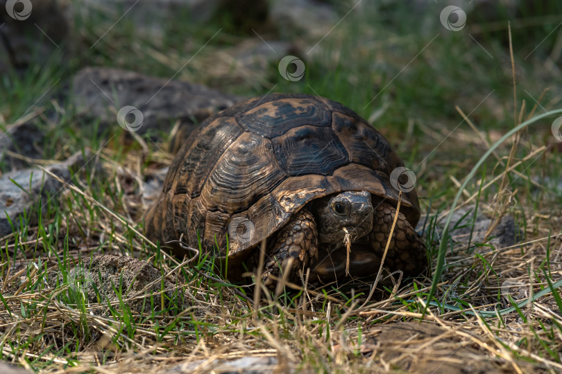 Скачать греческая черепаха Testudo graeca в дикой природе фотосток Ozero