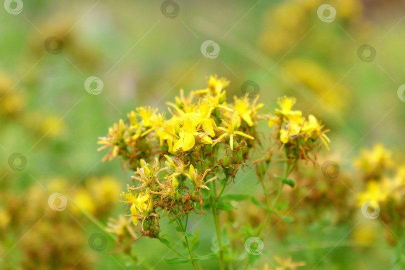 Скачать Зверобой продырявленный травянистое растение с рисунком желтых цветков, крупным планом фотосток Ozero