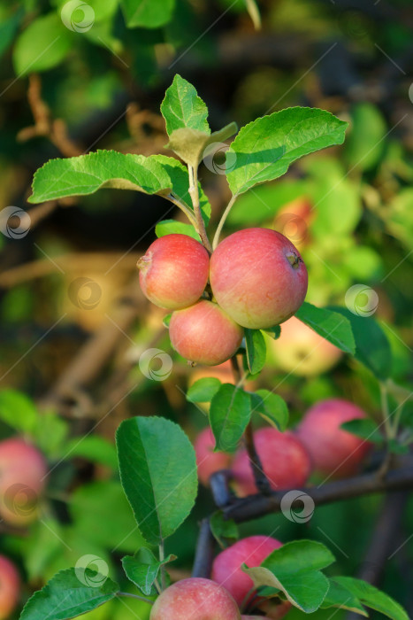Скачать Спелые яблоки в саду, готовые к сбору урожая, селективная направленность, осенний сезон. Вертикальная фотография фотосток Ozero