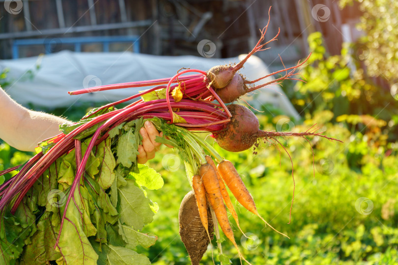 Скачать Осенняя красная свекла, столовая свекла Beta vulgaris. Осенний урожай моркови и свеклы только с грядки фотосток Ozero