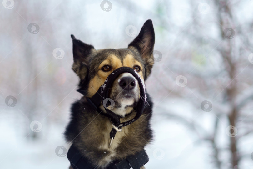 Скачать Собака породы хаски в наморднике зимой, крупным планом. Зимний сезон. Избирательный фокус фотосток Ozero