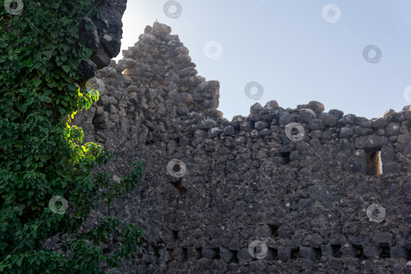 Скачать руины замка вплетены в плющ фотосток Ozero