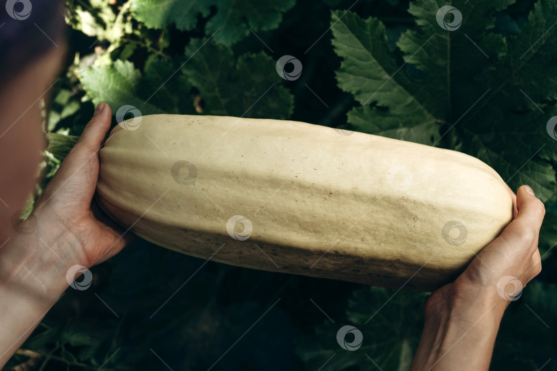 Скачать Урожай кабачков, растущих на огороде. Избирательный фокус фотосток Ozero