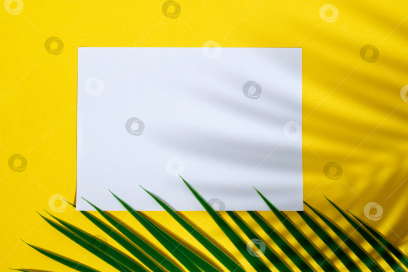Скачать Модный летний макет, выполненный с использованием белой пустой открытки и тени пальмовых листьев на желтом фоне. Плоская поверхность фотосток Ozero