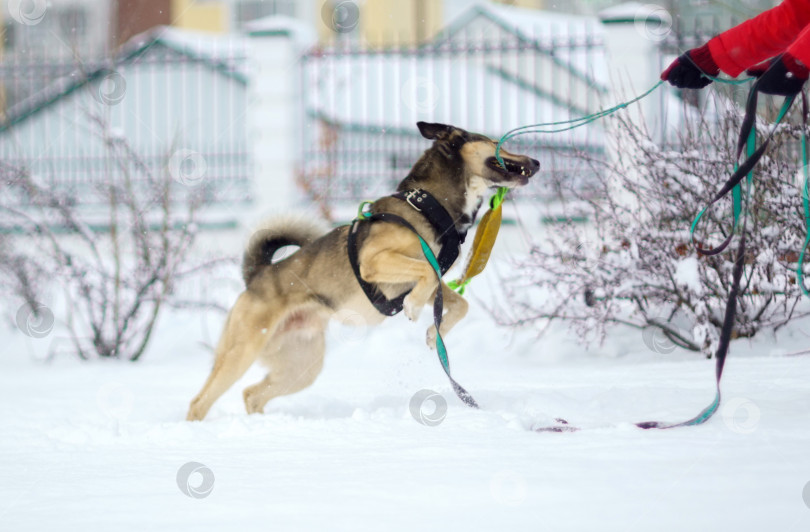 Скачать Играю с собакой в снежную погоду, наслаждаюсь погодой. Дрессировка домашних животных. Избирательный фокус фотосток Ozero