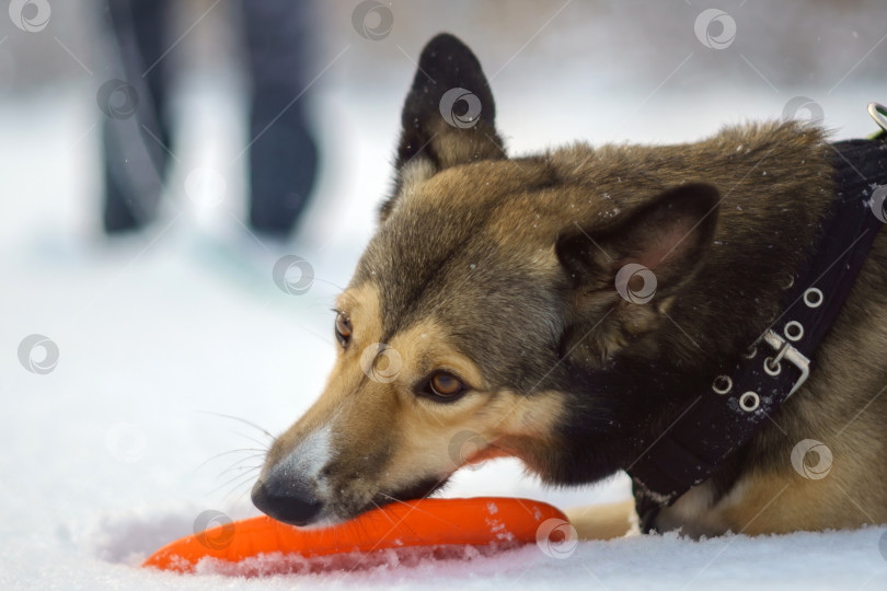 Скачать Портрет собаки на прогулке зимой, выборочный фокус. Концептуальный образ зимних прогулок с домашними животными. фотосток Ozero