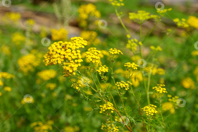 Скачать Желтые цветки пижмы обыкновенной Tanacetum vulgare, пижмы обыкновенной, коровьей горечи или золотых пуговиц. Избирательный фокус фотосток Ozero