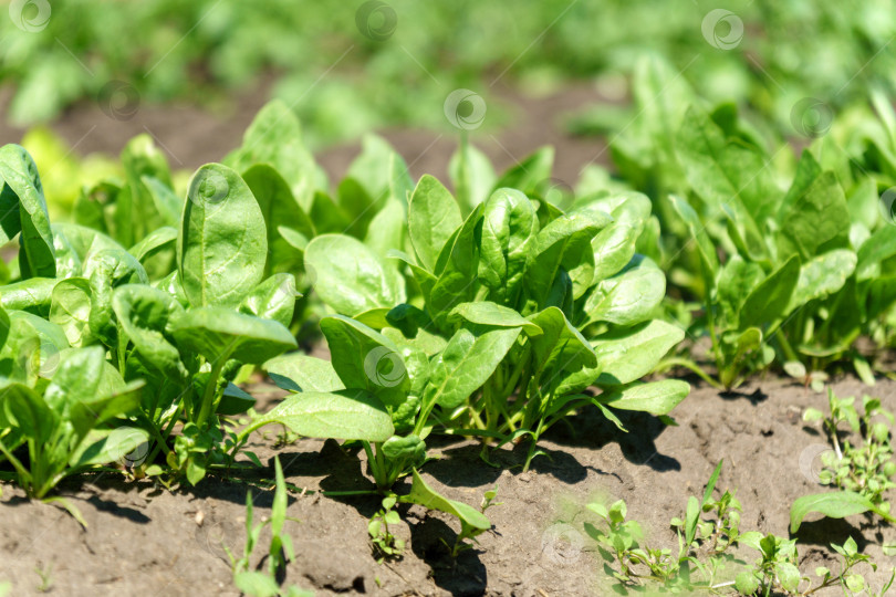 Скачать Зеленый шпинат, растущий в саду на овощной ферме. Здоровая пища на вашем собственном огороде фотосток Ozero