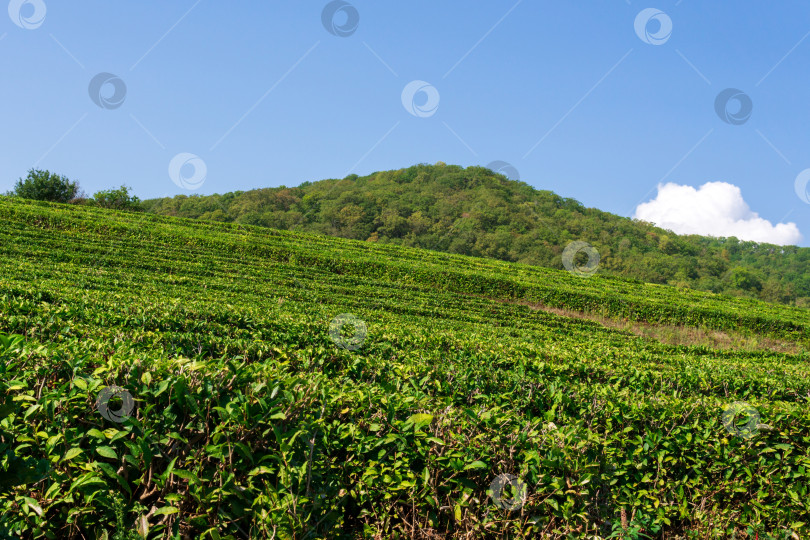 Скачать Поля с чаем, сбор урожая. Естественный отбор, свежие чайные листья на чайной ферме. Пространство для копирования фотосток Ozero