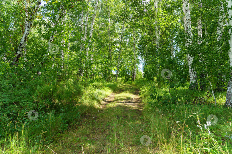 Скачать Сельская дорога в летнем лесу, легкий ветер, пейзаж фотосток Ozero