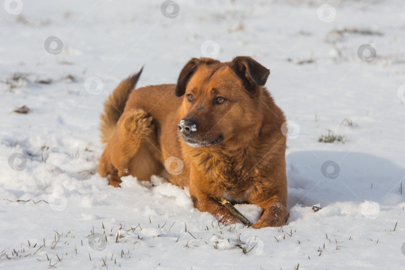Скачать собака на снегу фотосток Ozero