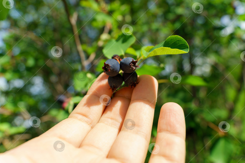 Скачать Ирга амеланшир (Irga amelanchier) - род растений трибы яблоневые мужские семейства розовых (Rosaceae). Спелая ягода на дереве. Избирательный фокус фотосток Ozero