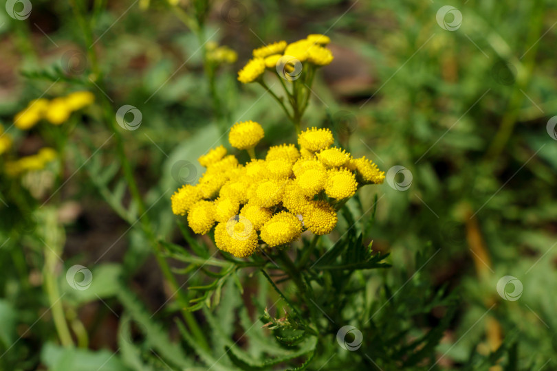 Скачать Желтые цветки пижмы обыкновенной Tanacetum vulgare, пижмы обыкновенной, коровьей горечи или золотых пуговиц. Избирательный фокус фотосток Ozero