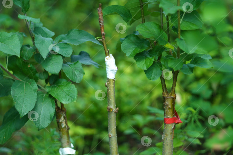 Скачать Живая черенка жирной прививки яблони, оставленная с растущими почками. Используется в садоводстве фотосток Ozero
