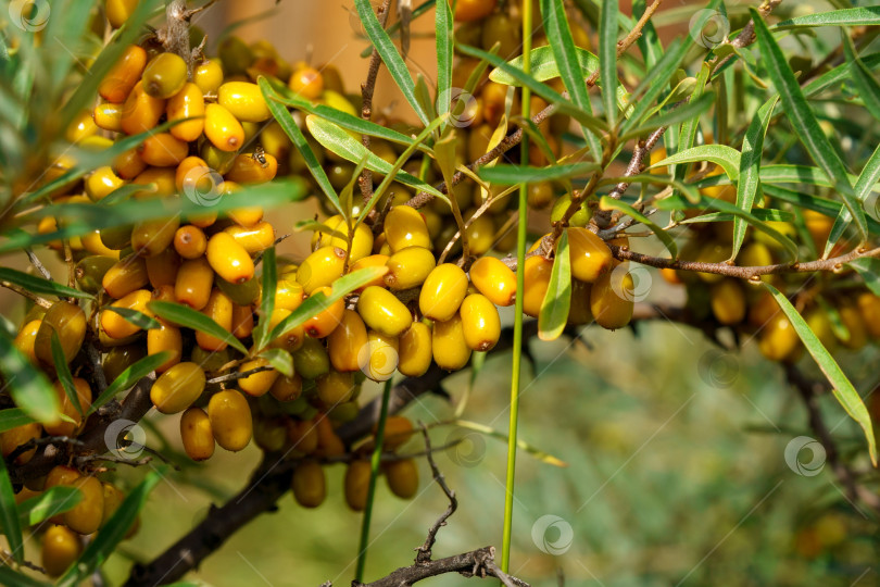 Скачать Облепиха, растущая на дереве, закрывает Hippophae rhamnoides. Медицинская планета. Избирательный фокус фотосток Ozero