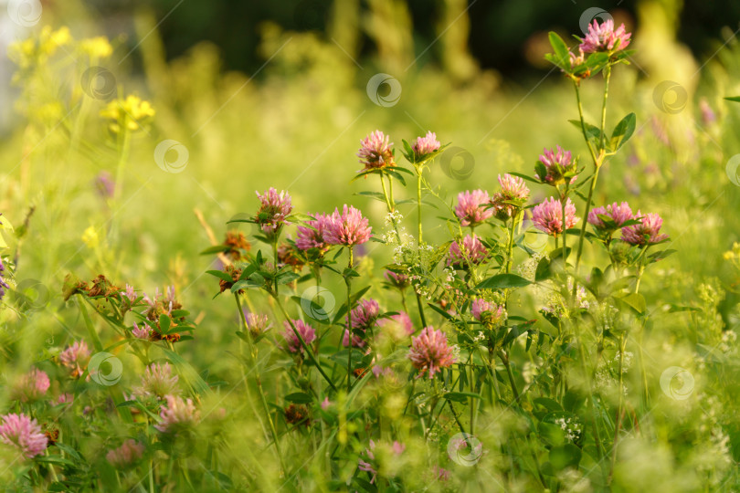 Скачать Цветки фиолетового клевера Trifolium repens.Растение съедобное, лекарственное. Выращивается как кормовое растение фотосток Ozero