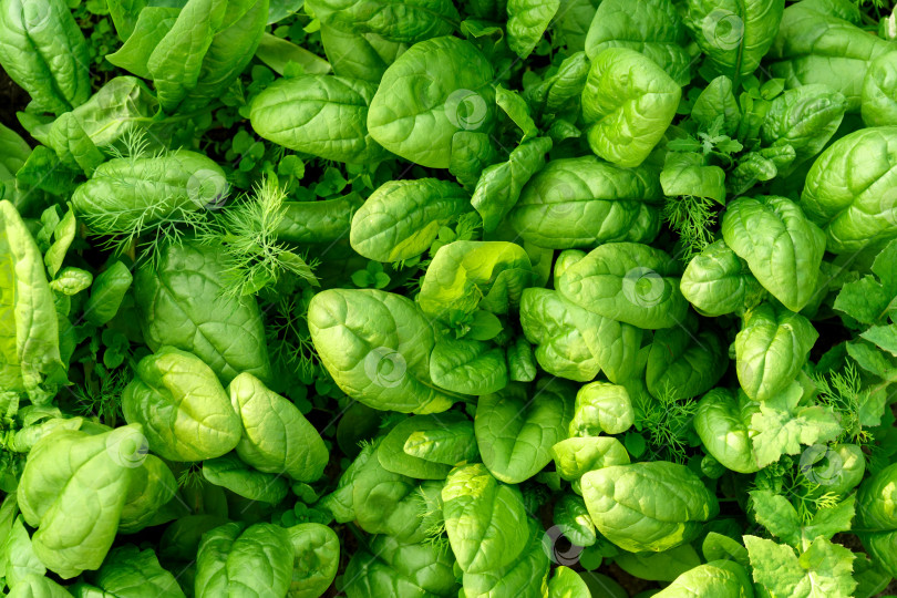 Скачать Зеленый шпинат, выращенный на овощном поле, на фоне свежих зеленых листьев. Концепция здорового витаминного питания. фотосток Ozero