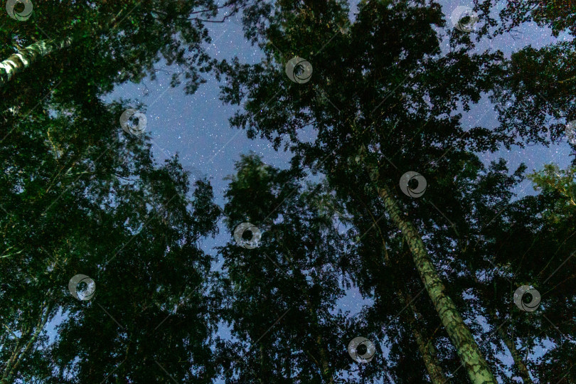 Скачать Ночное звездное небо с силуэтами деревьев. Фотосъемка с длительной экспозицией. Пространство для копирования фотосток Ozero