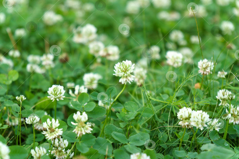 Скачать Trifolium pratense - растение из семейства бобовых Fabaceae. Маленькие цветки из белого металла с зеленоватыми чашелистиками фотосток Ozero