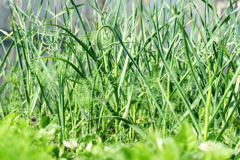 Скачать Зеленый чеснок на грядке в сельской местности летом в сухую солнечную погоду. Избирательный фокус фотосток Ozero