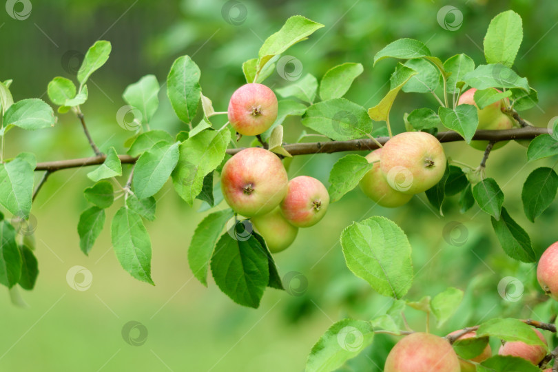 Скачать Спелые яблоки в саду, готовые к сбору урожая, селективный подход, осенний сезон фотосток Ozero