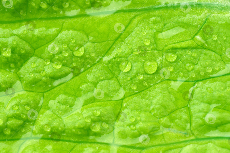 Скачать Макротекстура капель воды крупным планом на свежих листьях салата. Избирательный фокус, растительный фон фотосток Ozero