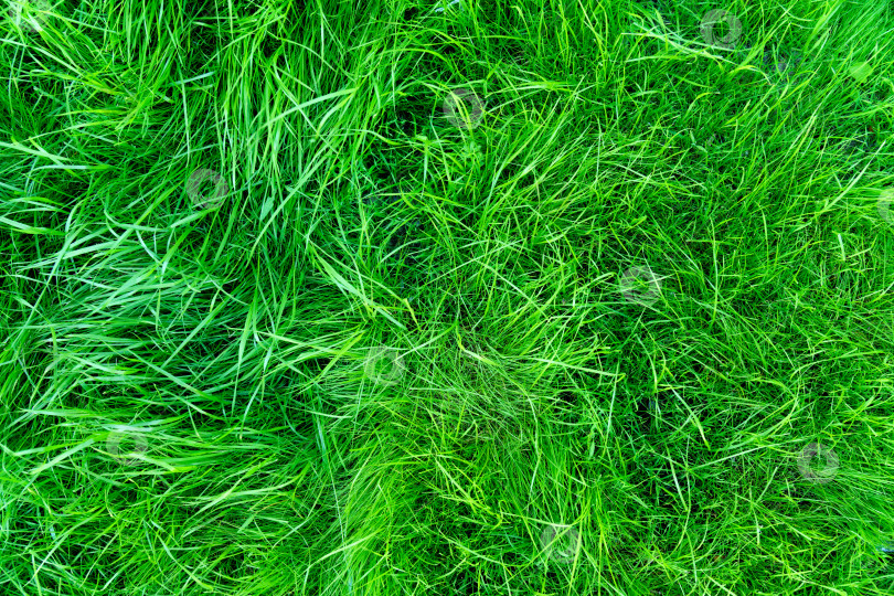 Скачать Текстурный фон из зеленой травы. Фон из пушистых растений. фотосток Ozero