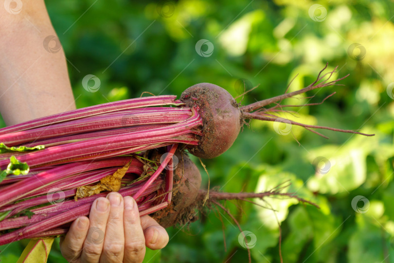 Скачать Осенняя красная свекла, столовая свекла Beta vulgaris. Осенью собирают свеклу только с грядки. Избирательный фокус фотосток Ozero