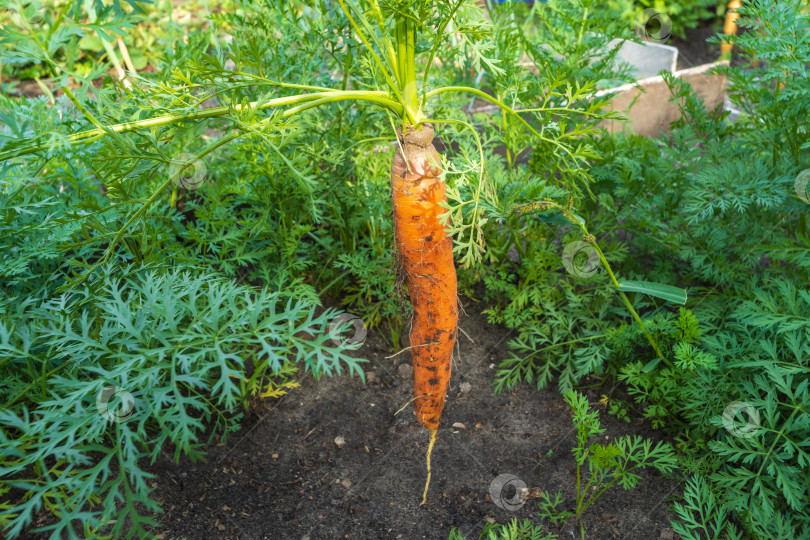 Скачать Морковь крупным планом с грядки. Сезон сбора урожая в саду. Избирательный фокус фотосток Ozero