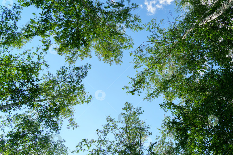 Скачать Ветви березы на фоне голубого неба с пространством для копирования тестового макета. Естественный фон смотрите вверх фотосток Ozero