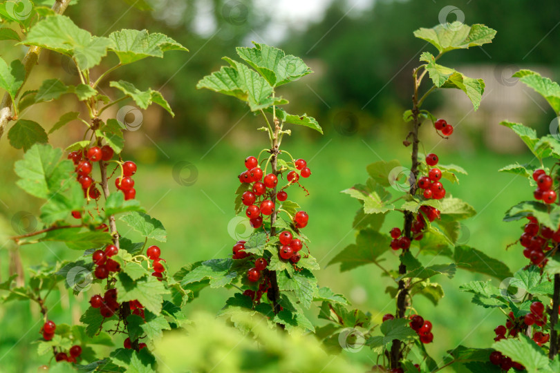 Скачать Спелые красные ягоды висят на ветке. Полезные свойства красной смородины в медицине. Избирательный фокус фотосток Ozero