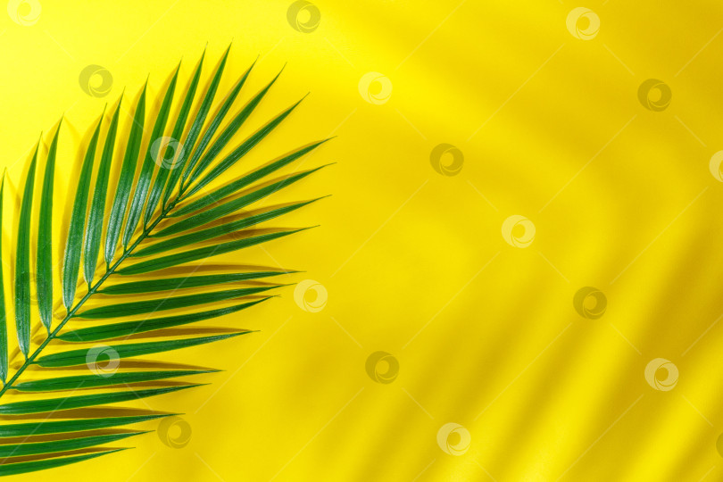 Скачать Зеленые листья тропической пальмы на ярко-желтом фоне. Минимальная концепция. Летний стиль. Лежал плашмя. Пространство для копирования фотосток Ozero