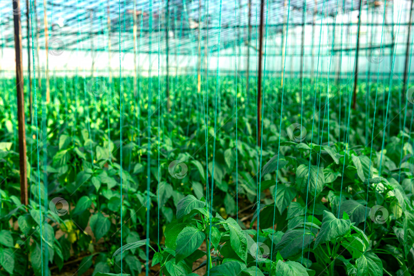 Скачать интерьер промышленной теплицы с выращиванием рассады перца и садовой сеткой фотосток Ozero