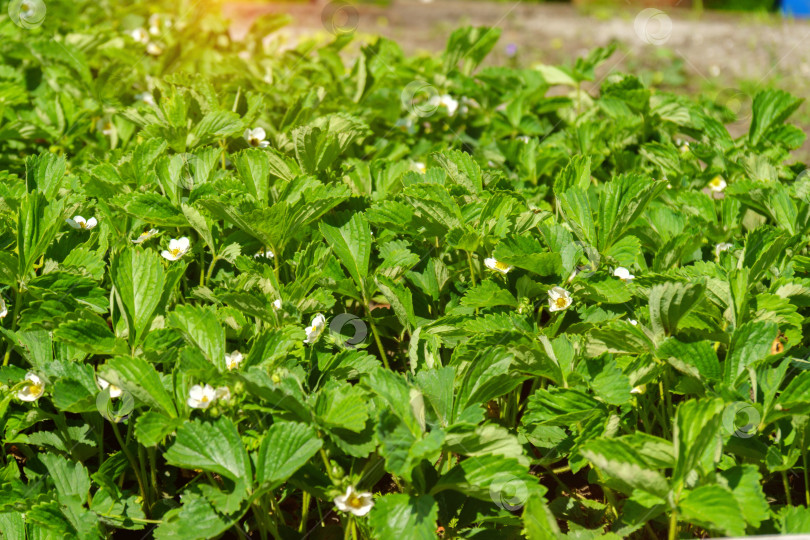 Скачать Белые цветы клубники крупным планом. Концепция весны и лета, сельского хозяйства и садоводства фотосток Ozero