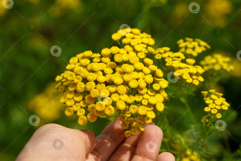 Скачать Желтые цветки пижмы обыкновенной, Tanacetum vulgare. Растение пижмы обыкновенной Tanacetum vulgare, Пижма обыкновенная. Избирательный фокус фотосток Ozero