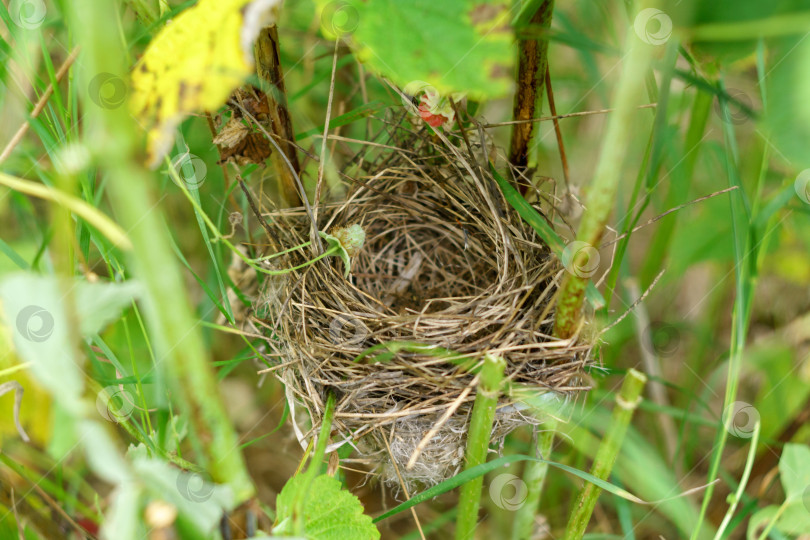 Скачать птицы гнездятся на ветке Старого птичьего гнезда, построенного из обрезков травы и веток. Избирательный фокус фотосток Ozero