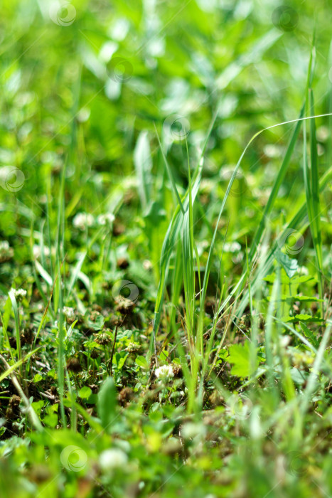 Скачать Расфокусированный фон зеленой летней травы, расфокусированный в солнечный летний день. Естественный зеленый растительный травяной фон. Вертикальная фотография фотосток Ozero