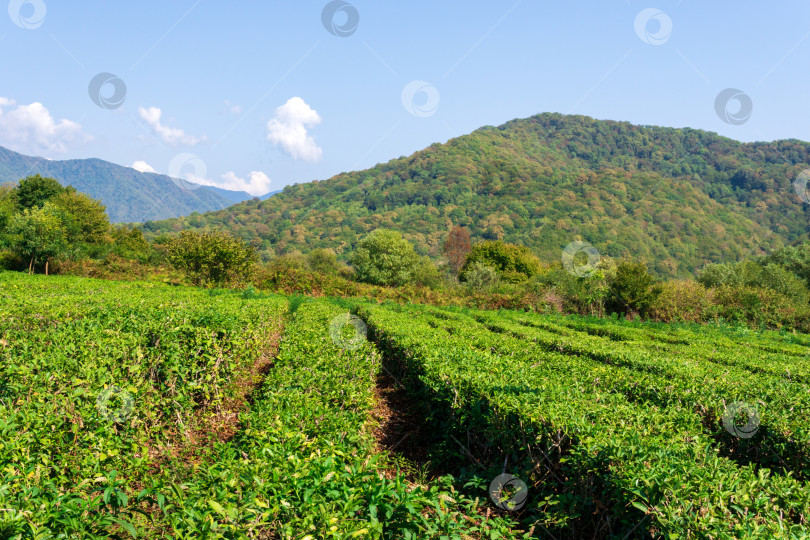 Скачать Поля с чаем, сбор урожая. Естественный отбор, свежие чайные листья на чайной ферме. Пространство для копирования фотосток Ozero