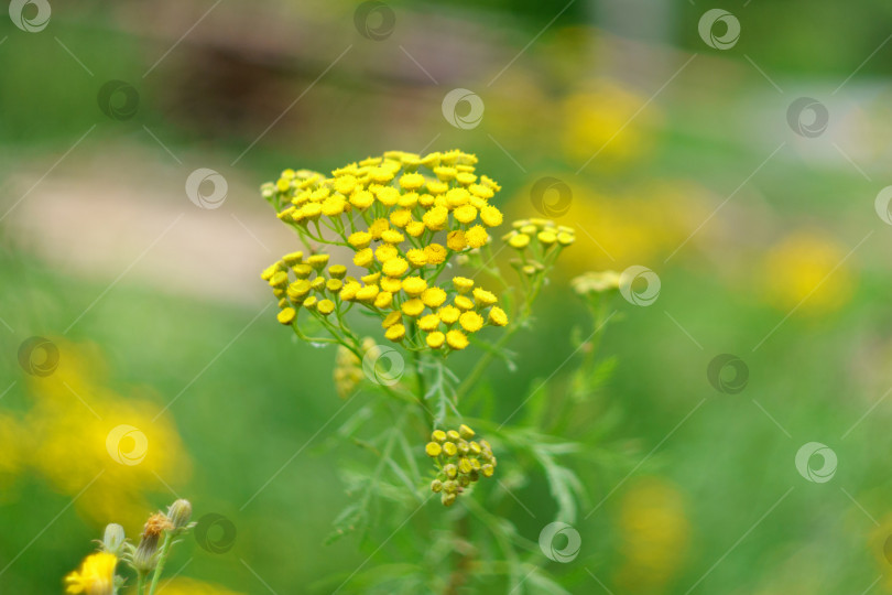 Скачать Желтые цветки пижмы обыкновенной Tanacetum vulgare, пижмы обыкновенной, коровьей горечи или золотых пуговиц. Избирательный фокус фотосток Ozero