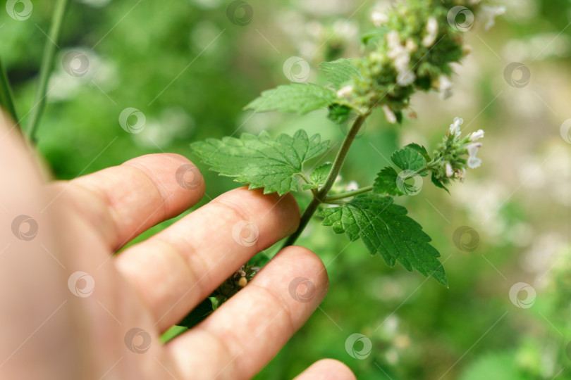 Скачать Листья мяты Mentha Canadensis распускаются свежей зеленью. Избирательный фокус фотосток Ozero