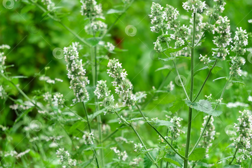 Скачать Маленькие белые цветочки мелиссы лекарственной в саду на зеленом фоне. Избирательный фокус фотосток Ozero