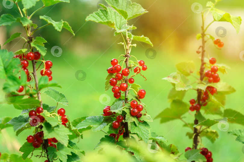 Скачать Спелые ягоды красной смородины созревают на кусте в летнем саду. Избирательный фокус фотосток Ozero
