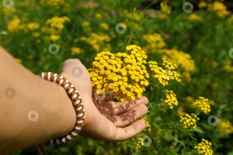 Скачать Желтые цветки пижмы обыкновенной, Tanacetum vulgare. Растение пижмы обыкновенной Tanacetum vulgare, Пижма обыкновенная. Избирательный фокус фотосток Ozero