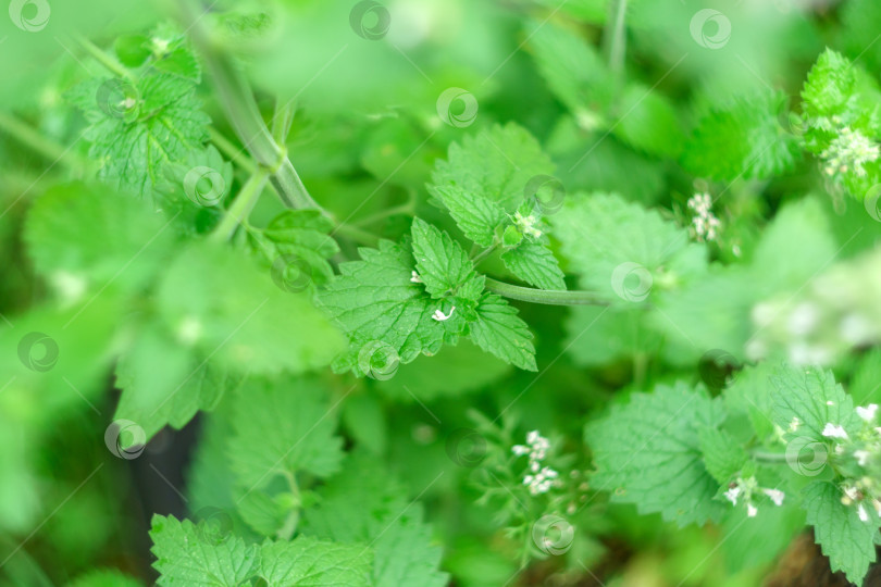 Скачать Мята канадская Mentha Canadensis цветет свежими зелеными листьями на однолетних растениях в травяном саду. Избирательный фокус фотосток Ozero