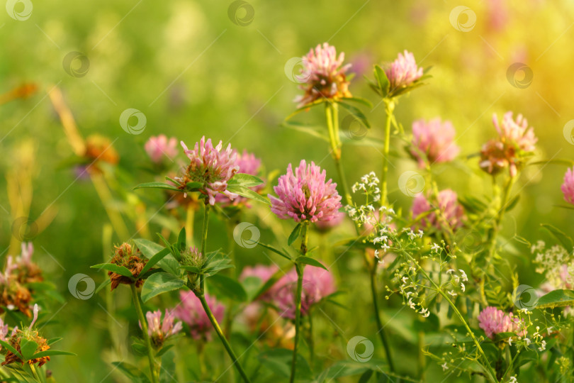 Скачать Цветки фиолетового клевера Trifolium repens.Растение съедобное, лекарственное. Выращивается как кормовое растение. Избирательный фокус фотосток Ozero