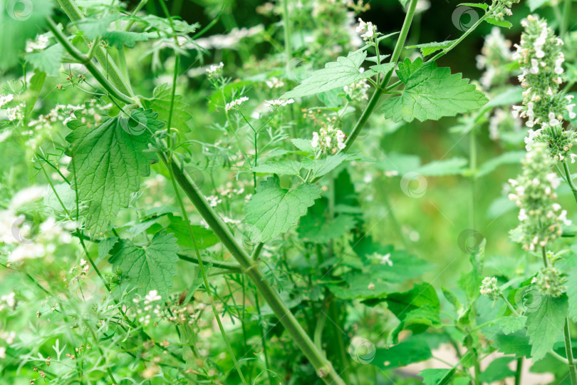 Скачать Мята канадская Mentha Canadensis цветет свежими зелеными листьями на однолетних растениях в травяном саду фотосток Ozero