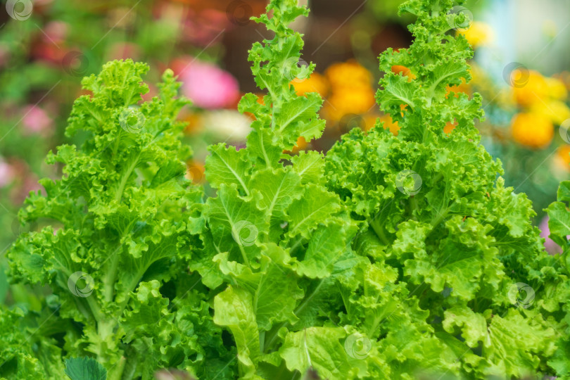 Скачать Зеленые листья Lactuca sativa крупным планом. Листовой салат-латук на грядке в саду. Сбор урожая фотосток Ozero
