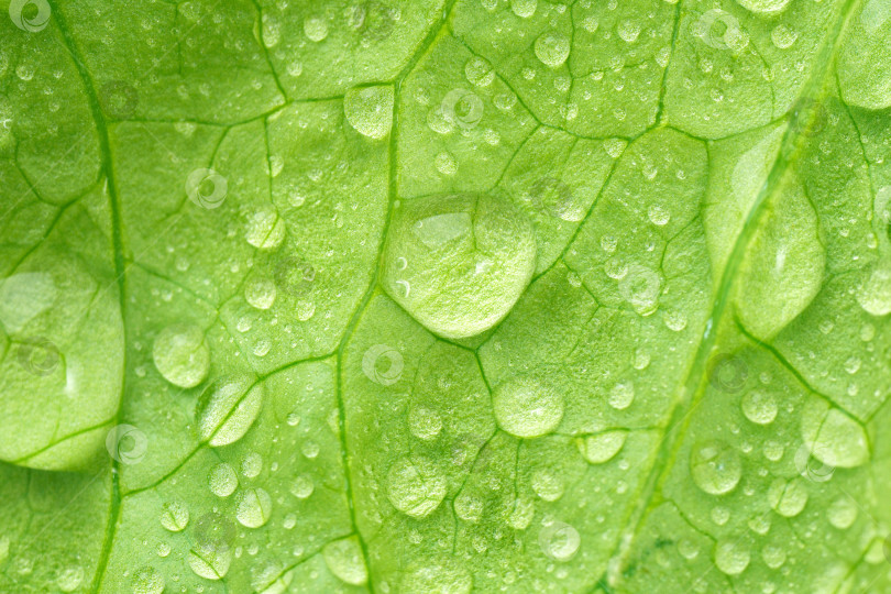 Скачать Свежее зеленое овощное растение с текстурой lactuca sativa. здоровое питание пища для диетического организма фотосток Ozero