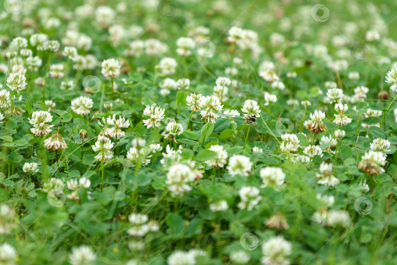 Скачать Trifolium pratense, белый клевер, - травянистый вид цветковых растений семейства бобовых, селективный фокус. фотосток Ozero